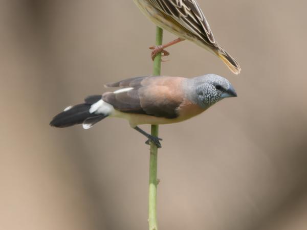 <h3><a href="/trips/tanzania/biota/animalia/chordata/aves/040 passeriformes/115 estrildidae/odontospiza caniceps/odontospiza caniceps-nl.html">Odontospiza&nbsp;caniceps</a> / Grey‑headed&nbsp;silverbill / Grijskopzilverbekje</h3>OM-1 Mark II met OLYMPUS M.150-400mm F4.5 TC, 1/2000 sec  bij F5.6, ISO 640, afstand 17.5&nbsp;m